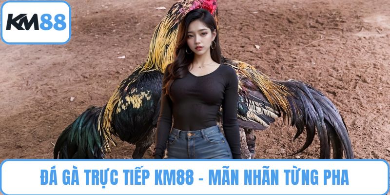 Đá Gà Trực Tiếp KM88