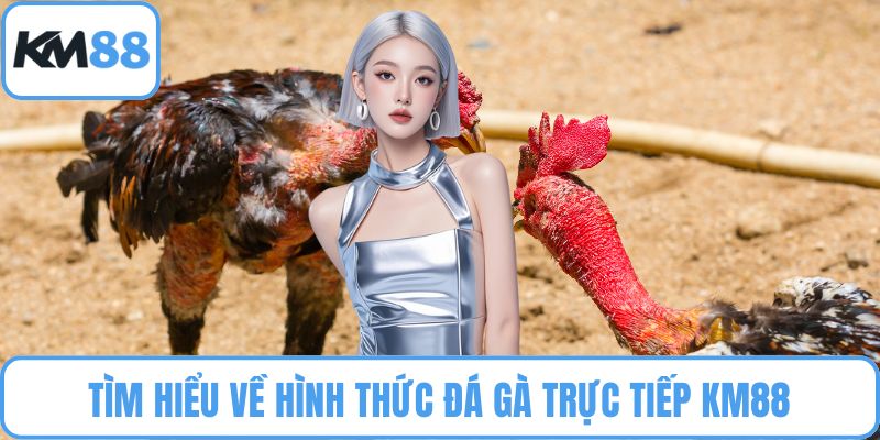 Đá Gà Trực Tiếp KM88